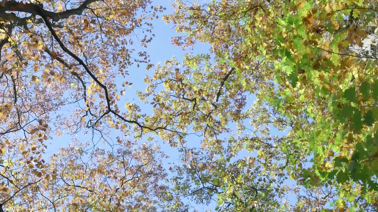 Trees with colorful leaves against a blue sky