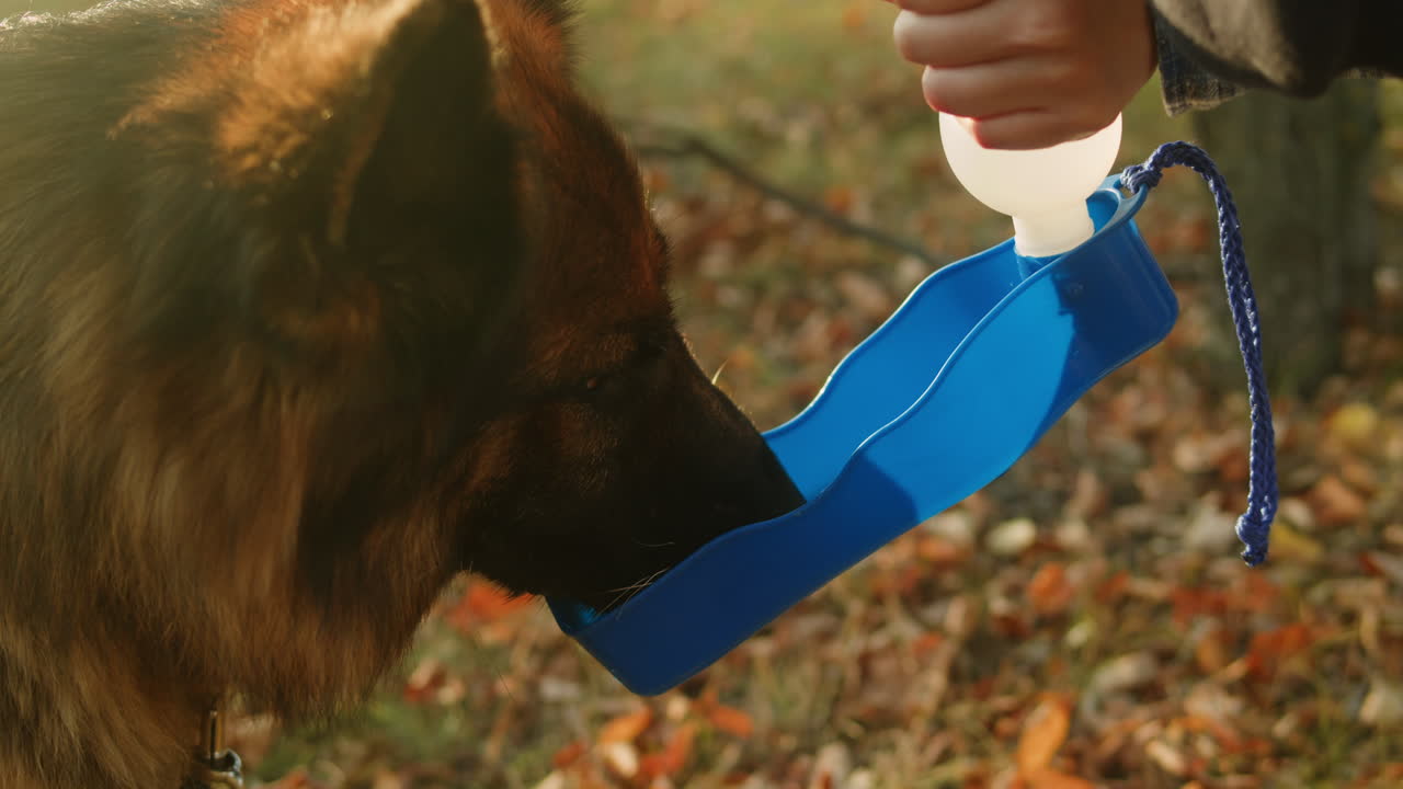 Dog Drinking Water Outdoors