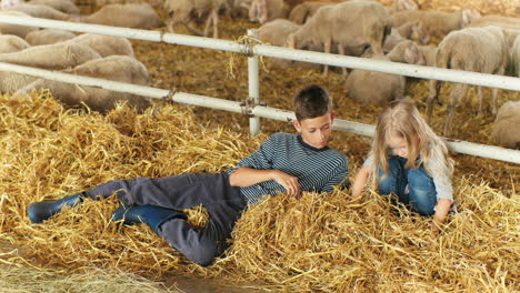 caucasian cute boy and girl lying on hay and playing in a barn with sheep flock on background