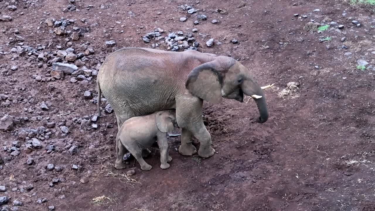 toma de primer plano de un elefante joven acurrucado en su madre para protección