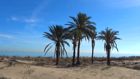 Una-Toma-En-Movimiento-De-Un-Destino-Tropical-Con-Palmeras-En-Una-Playa-De-Arena-Blanca