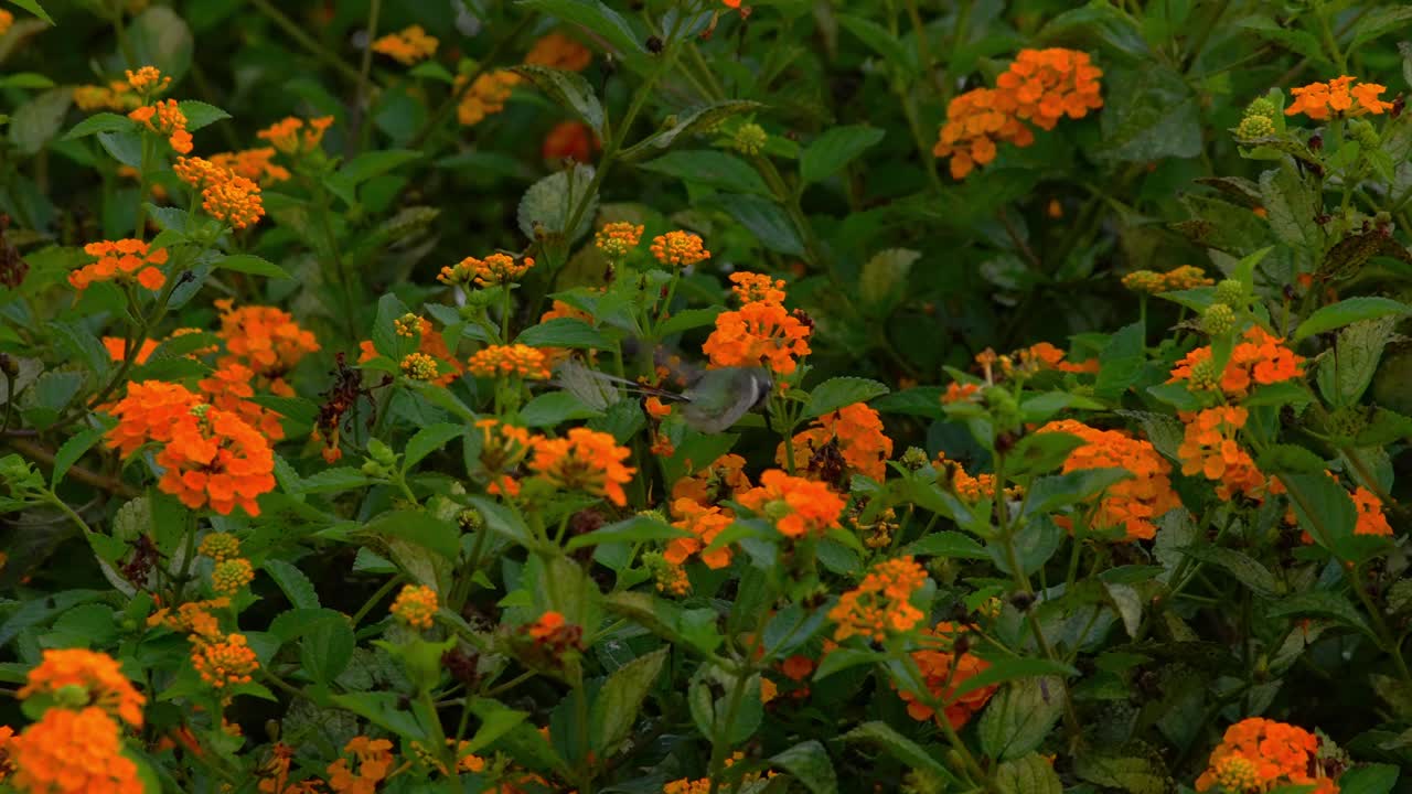Beija-flor-rabo-de-tesoura-peruano macho pairando perto de flores de lantana, exibindo penas roxas da garganta em muda antes de se alimentar de néctar e se mover entre flores próximas em um jardim em Lima, Peru.