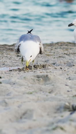 Sea landscape with gulls. Seagull portrait against sea shore