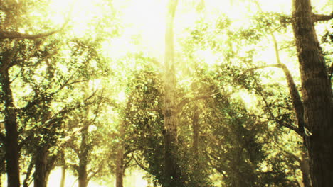 sunlight filtering through lush trees in a vibrant forest during midday