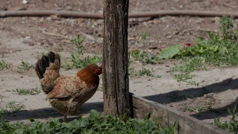 pollo doméstico caminando por el paisaje rural con hierba verde
