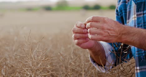 Farmer-With-Tablet-Computer-Analyzing-Crops-At-Farm-5