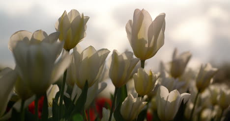 tulips on agruiculture field holland 18