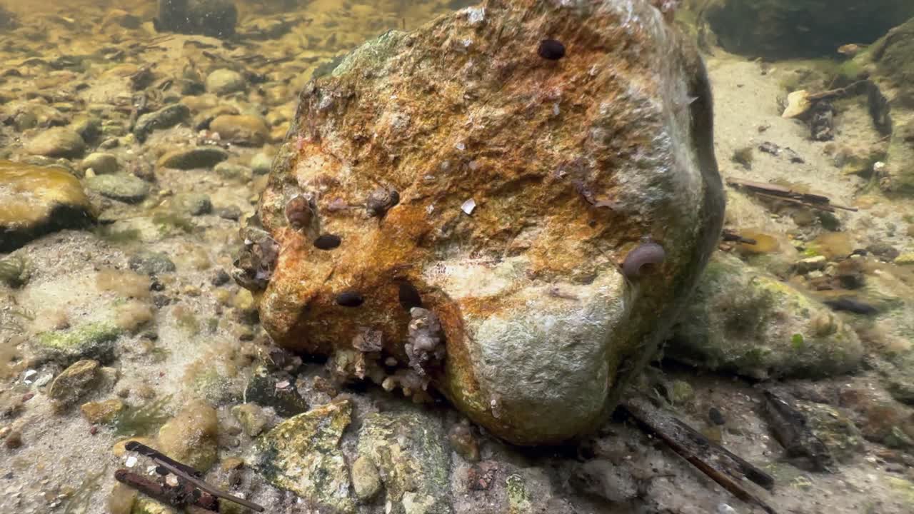 Leech Erpobdella octoculata on a stone at the bottom of a stream. Estonia.