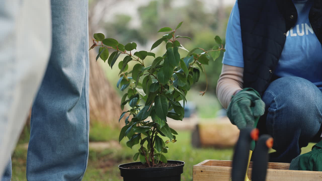 voluntarios plantando árboles en un parque