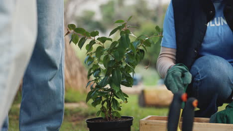 volunteers planting trees in a park