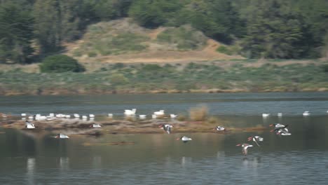 flock of birds flying near the ground