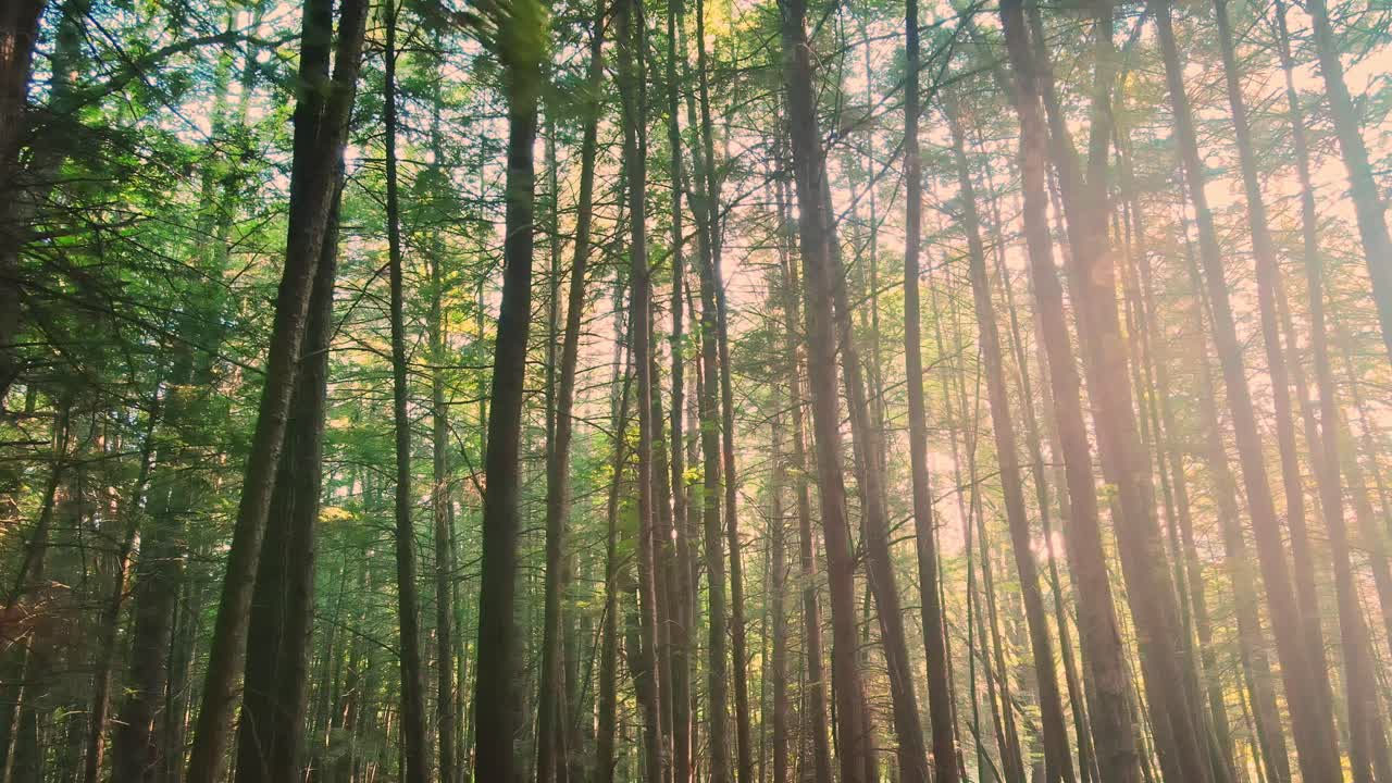 hermosa luz dorada durante una puesta de sol de verano en un bosque mágico