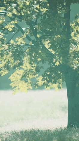 gentle sunlight on a maple tree