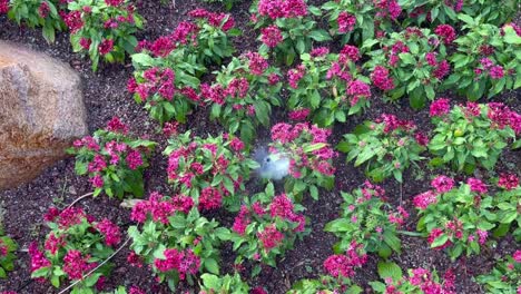 sprinkler system spraying water over flowers