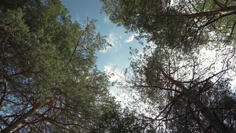 Beautiful-sun-and-blue-sky-shining-through-trees-in-forest-in-Spain