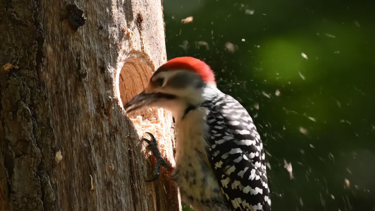Woodpecker making a nest