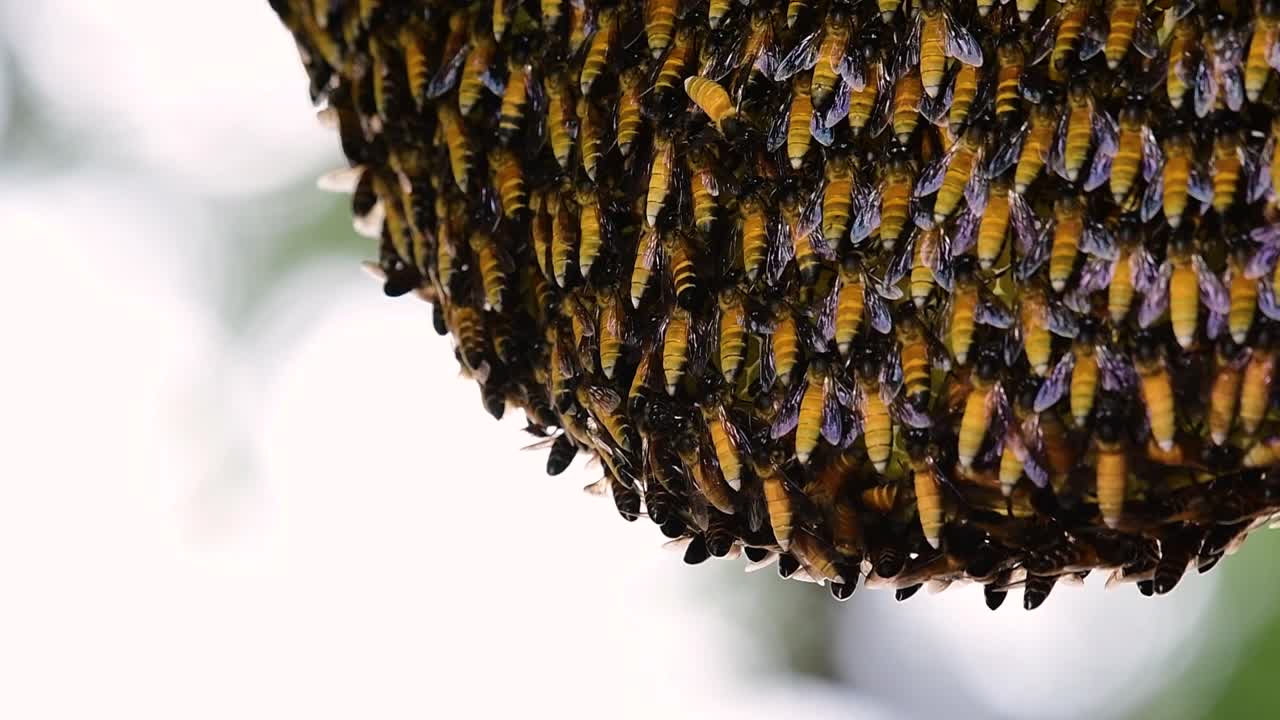 se sabe que las abejas melíferas gigantes construyen grandes colonias de nidos con bolsillos simétricos hechos de cera para almacenar miel como fuente de alimento.