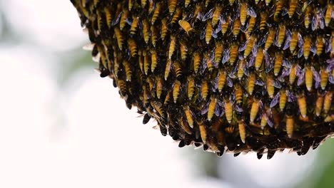 Giant-Honey-Bees-are-known-to-build-large-colonies-of-nest-with-symmetrical-pockets-made-of-wax-for-them-to-store-honey-as-their-food-source