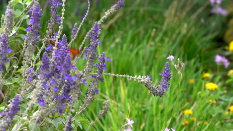 Ein-Monarchfalter-Schlägt-Mit-Den-Flügeln-Und-Flattert-Zu-Einer-Neuen-Blume,-Während-Eine-Hummel-Vorbeifliegt