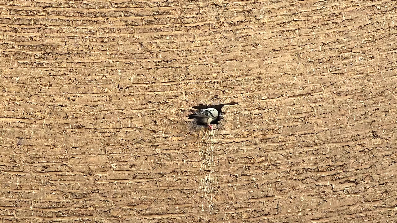 Piccione che Entra in un Piccolo Buco in un Vecchio Muro di Mattoni