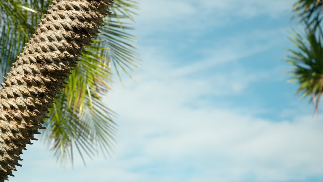 Blurred Sky background with Copy Space and Tropical Palm Trees on sides