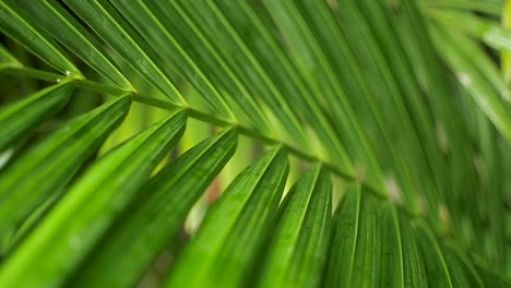 hojas de palma verde brillante en la selva central de panamá, primer plano