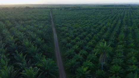 road between african oil palm tree plantation in monte plata, dominican republic