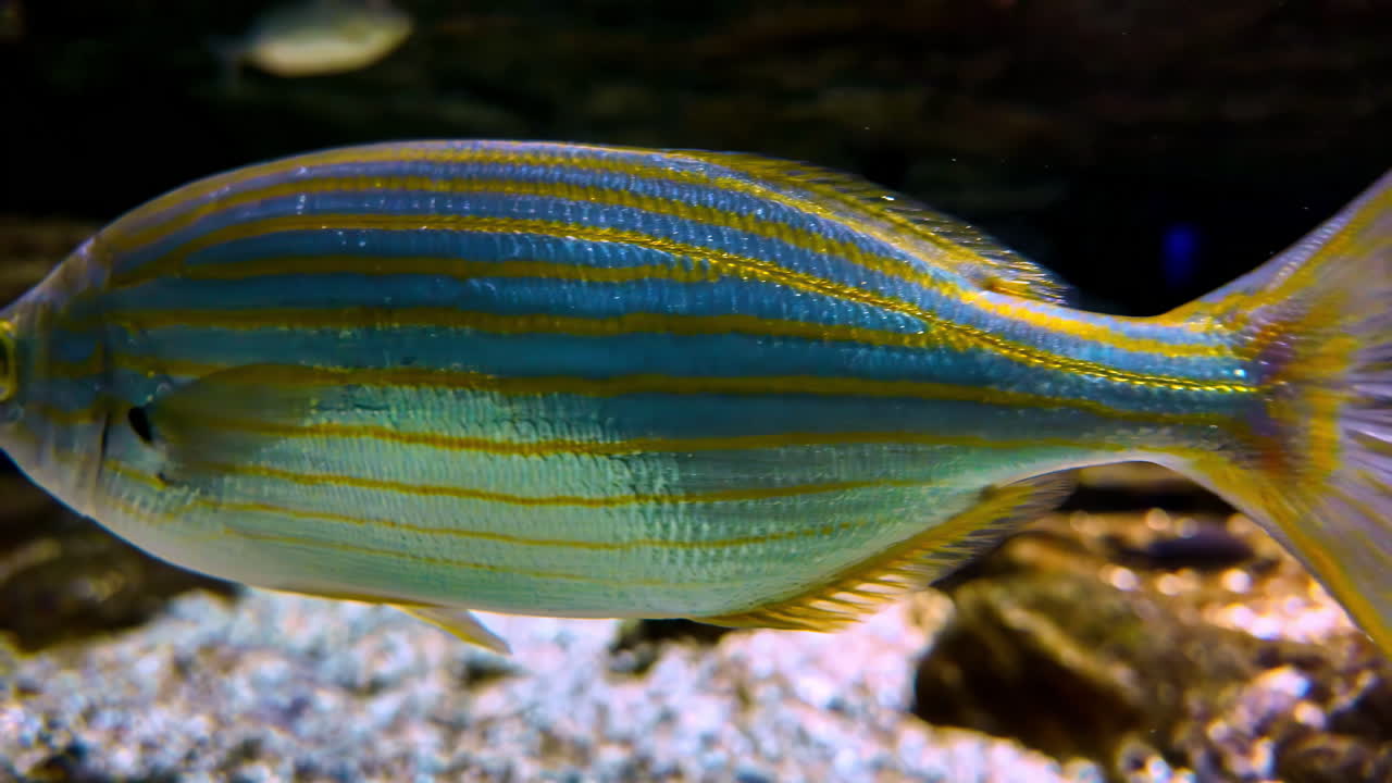 A striped fish glides through a dimly lit rocky cave with sandy bottom, surrounded by smaller fish in an aquarium setting