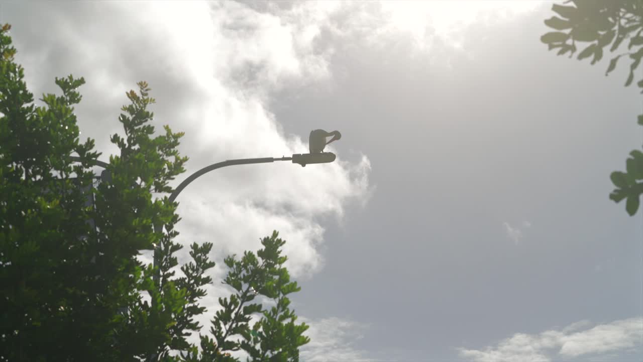 Pelikan på lyktstolpe, bakgrundsbelyst i solsken, Australien