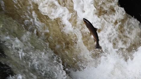Close-up-of-wild-atlantic-salmon-leaping-at-Buchanty-Spout-in-Perthshire,-Scotland--Slow-motion-Tripod-shot