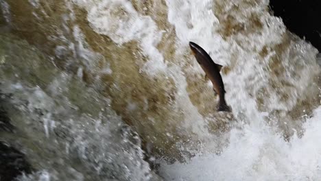 close up of wild atlantic salmon leaping at buchanty spout in perthshire, scotland- slow motion tripod shot