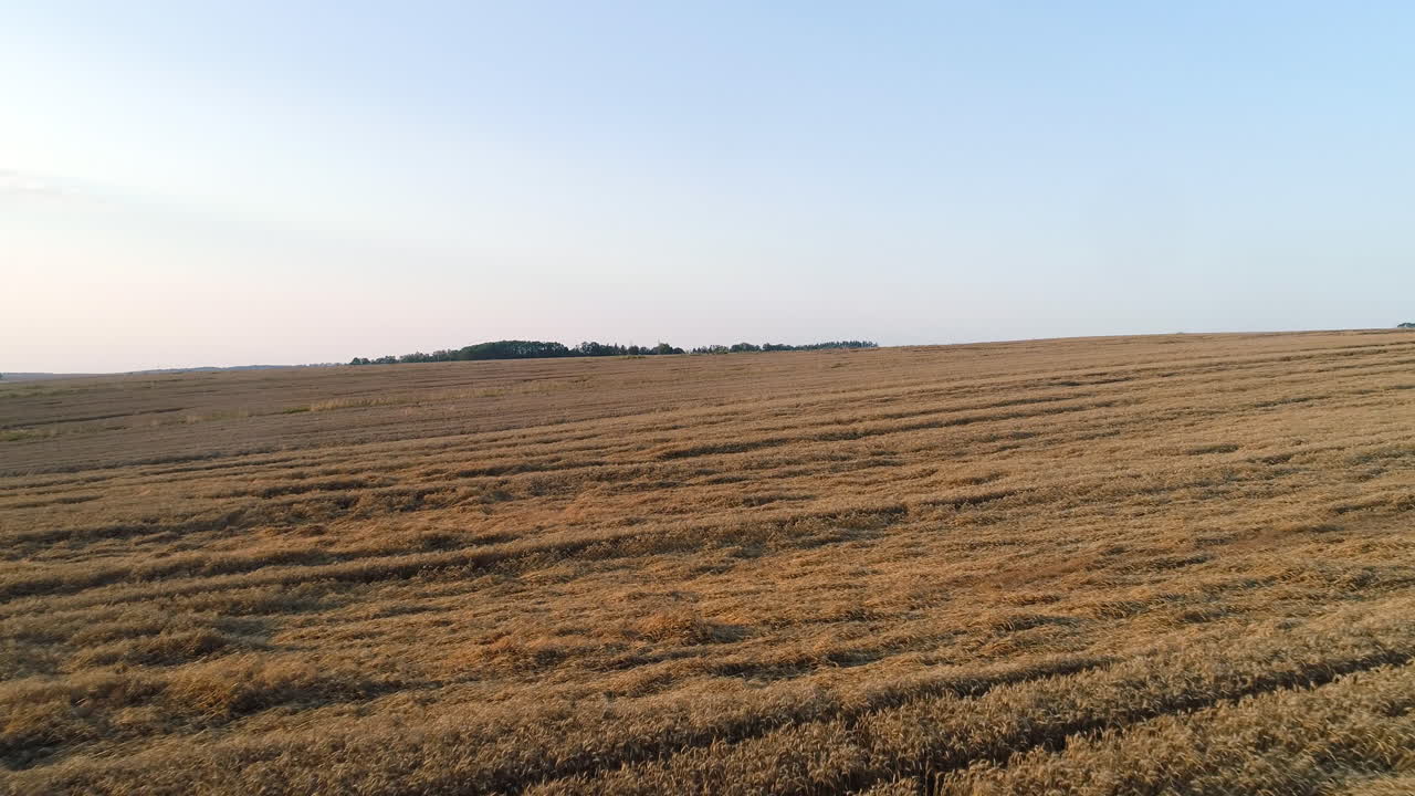 volando sobre la agricultura del campo de trigo 5