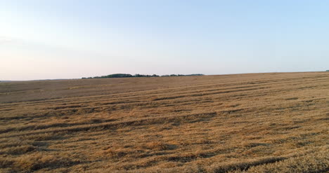 Fliegen-über-Weizenfeld-Landwirtschaft-5