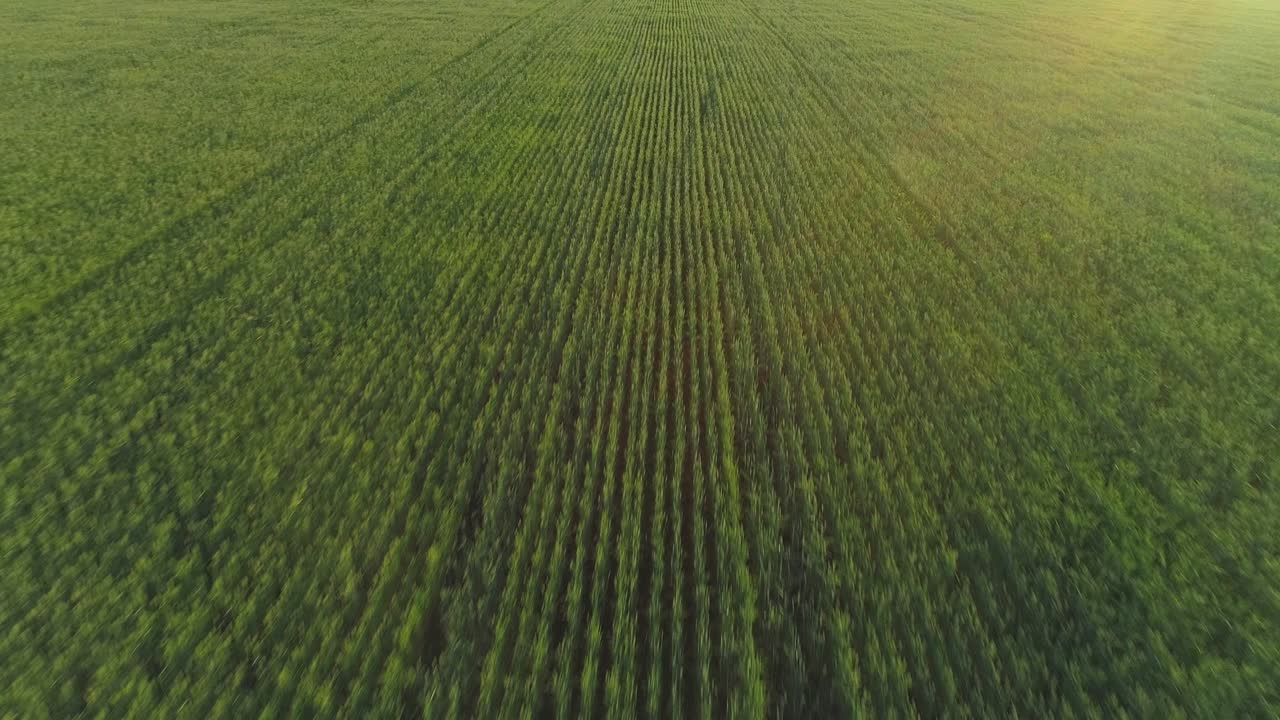 video aéreo de un campo agrícola con trigo