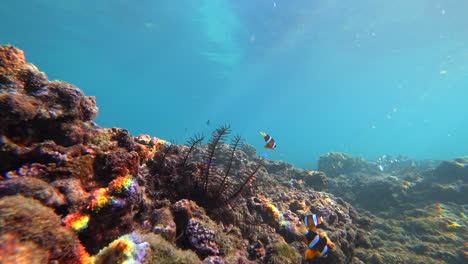 fixed camera shot of underwater seascape with the morning sunlight dancing on the reef