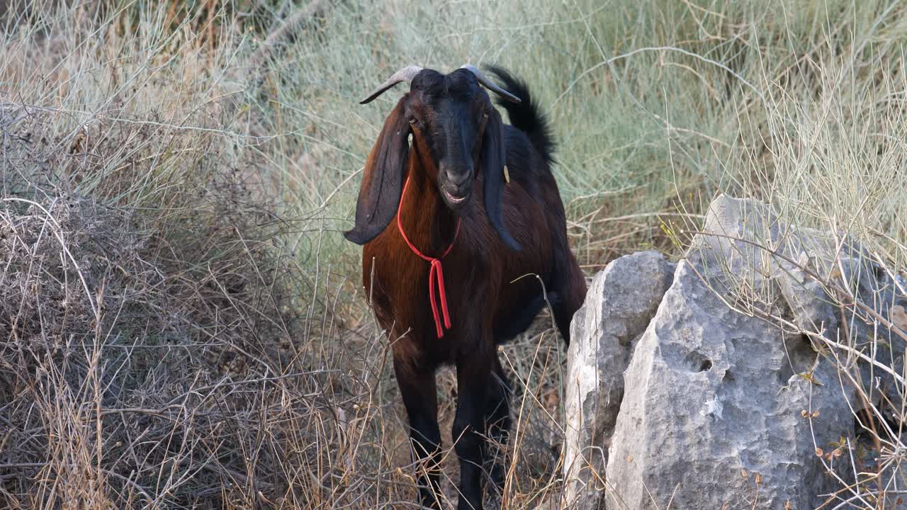 Jerusalem Mountain goat grazing in dry fields, Israel