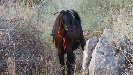 jerusalem mountain goat grazing in dry fields, israel