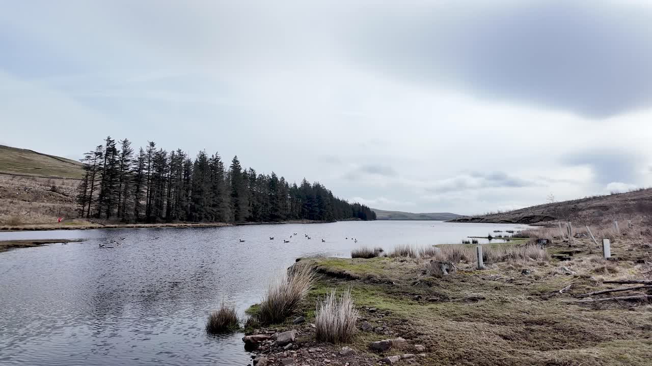 Anatre che nuotano nel bacino idrico di Burnhope con colline e pini sotto un cielo nuvoloso.