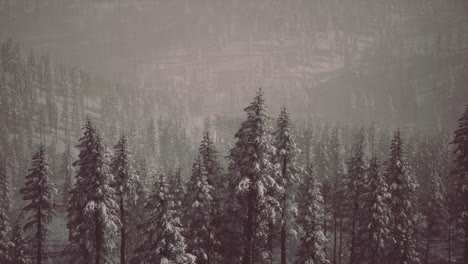 morning winter forest in carpathian mountains