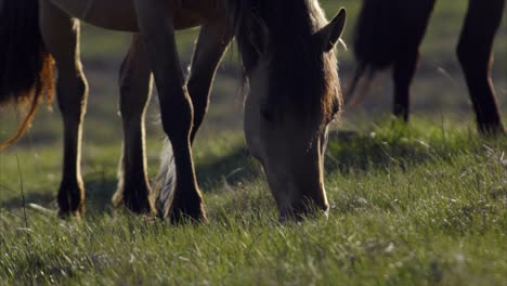 caballos de pastoreo