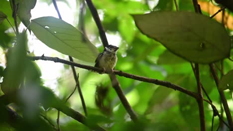 Black-and-yellow-Broadbill,-Eurylaimus-ochromalus,-a-fledgling-in-Kaeng-Krachan-National-Park,-Thailand