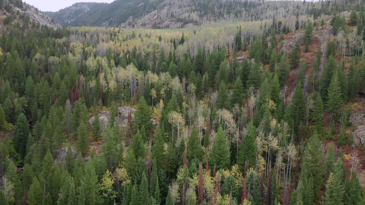 Aerial drone footage over a Colorado forest in early fall