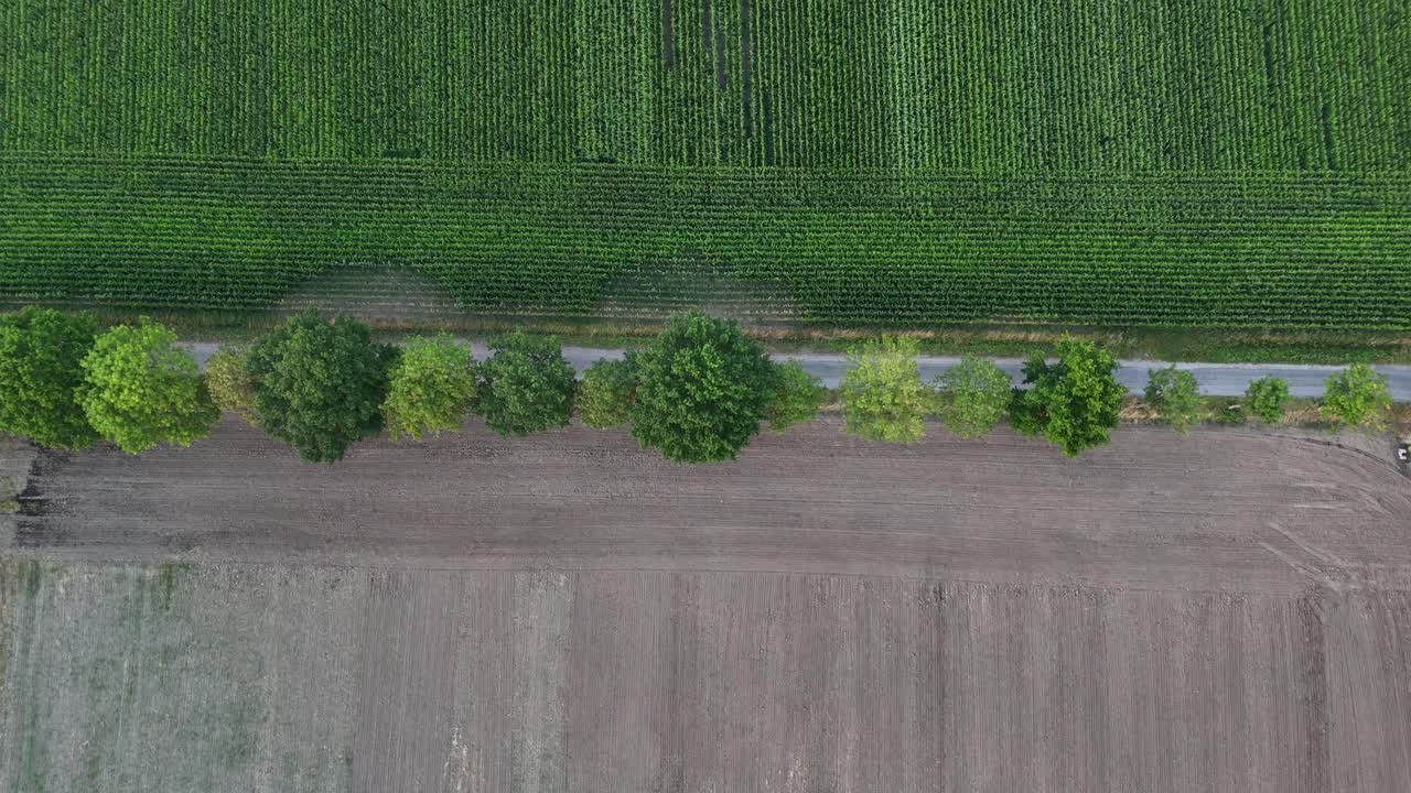 Green corn or cropland in green color on agricultural farm fields during sunny day. Aerial top down flyover. Rural landscape of American countryside and pathway