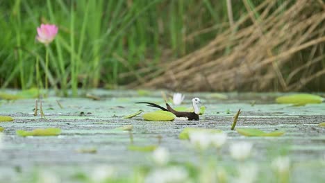 graceful jacana explores aquatic vegetation during a calm tropical rainfall