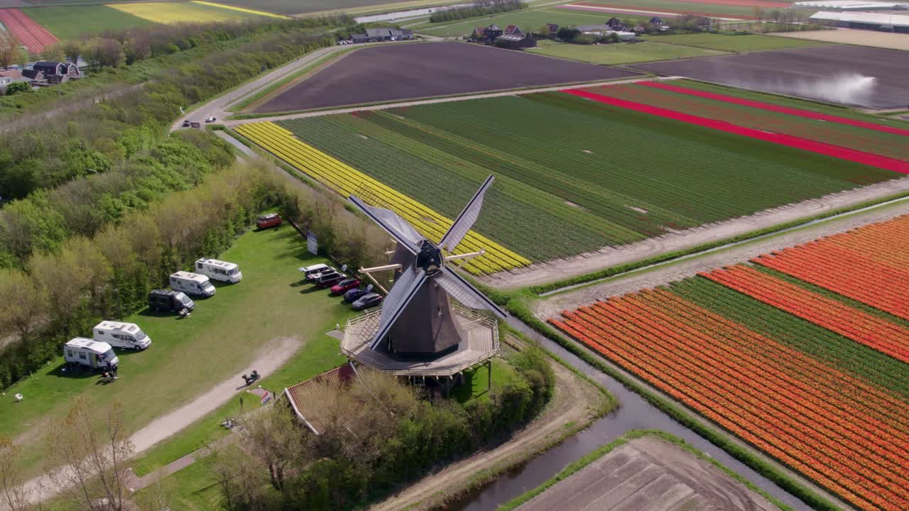 Vivaci campi di tulipani con mulino a vento, Keukenhof, Olanda Settentrionale, Paesi Bassi
