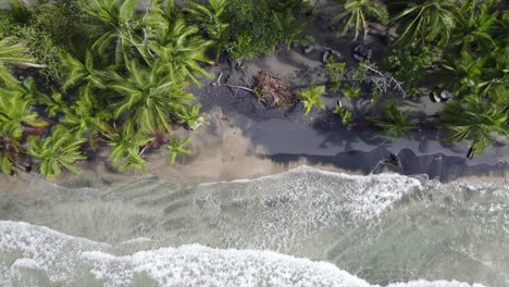aerial birds eye view of the puerto viejo coastline, featuring lush palm trees and gentle ocean waves. dolly left shot