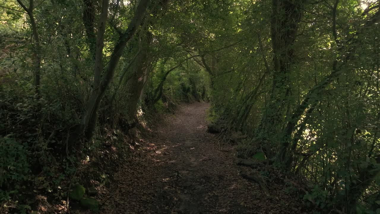울창 한 숲 을 가로질러 빛 이 비치는 길
