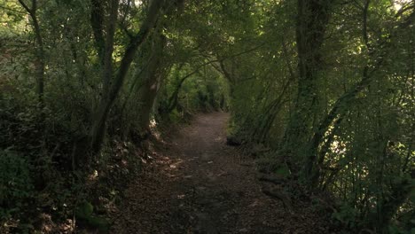 un camino iluminado por el sol a través de un bosque exuberante