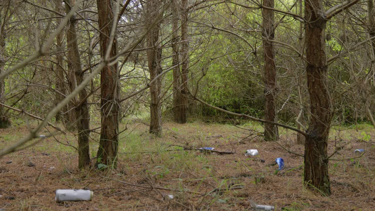 Litter in a Pine Forest