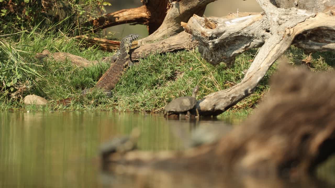Rack focus from a water monitor and a terrapin sun basking in the background to two terrapins lying on a dead tree in the waterhole, Greater Kruger